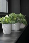 VASO NATURAL – Image 2