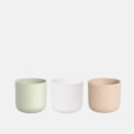 BOX CACTUS SITA