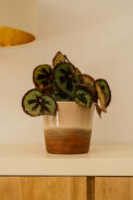 ANDRIA - Image 3
