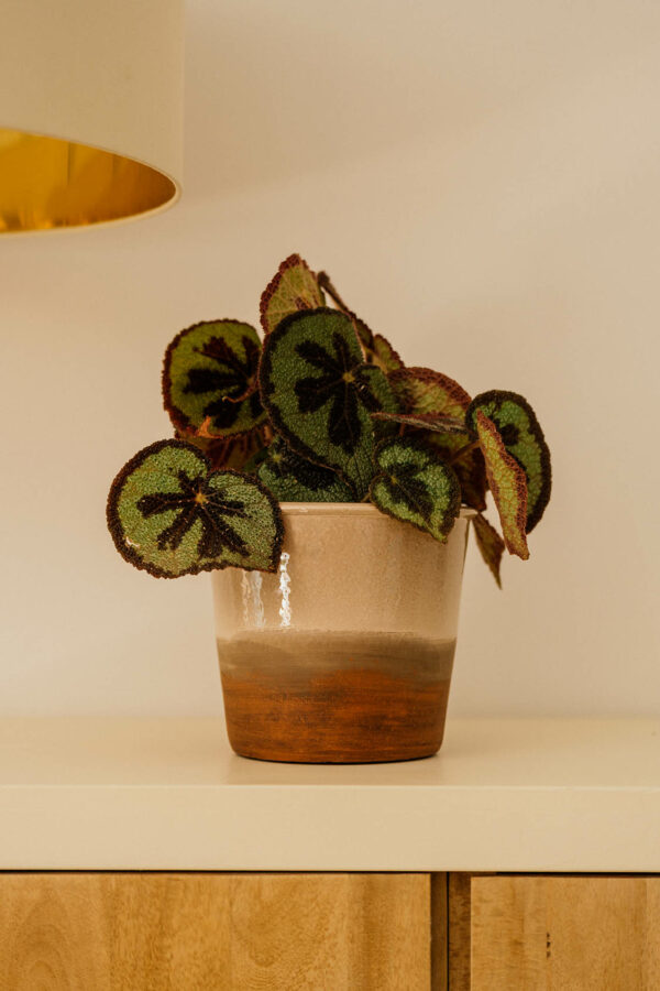 ANDRIA - Image 3
