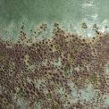 CAMPANA TRIPOLI – Image 7