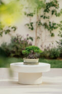 BONSAI NAHA CON PLATO – Image 2