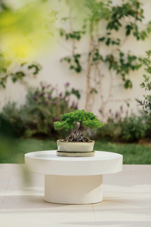BONSAI NAHA CON PLATO – Image 2