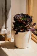 PIRAN - Image 4