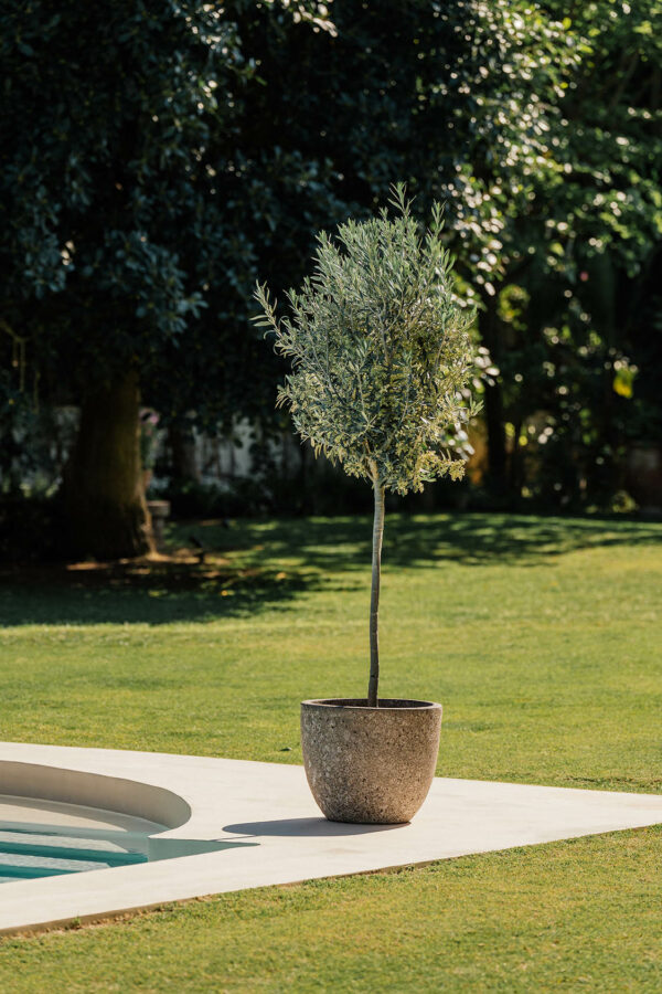 CAMPANA ANTIC GLAZED – Image 2