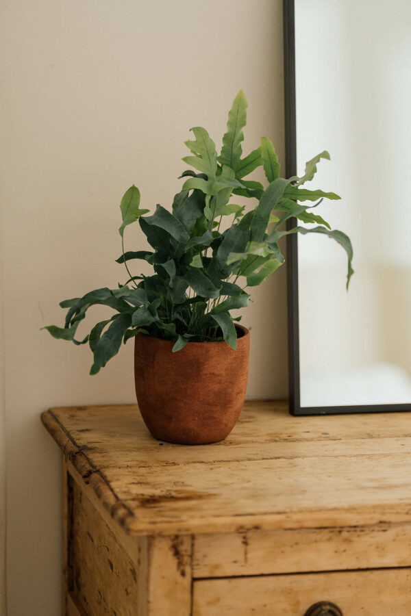 LOTUS - Image 3