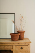 APRICOT - Image 2