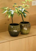 BOX GENOA (6PCS) – Image 3