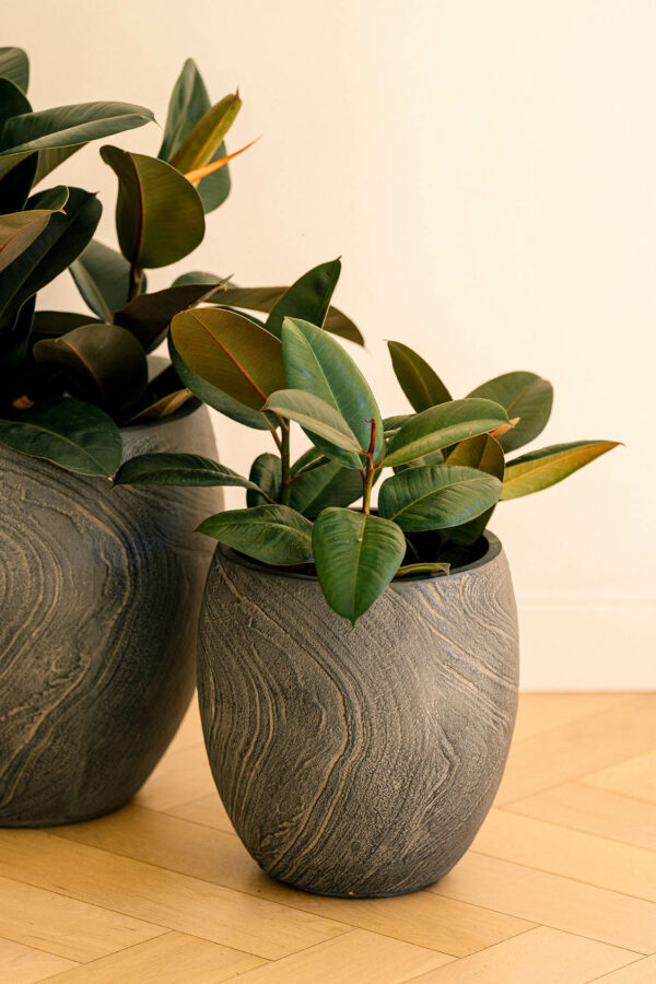 CAMPANA CEBU - Image 2