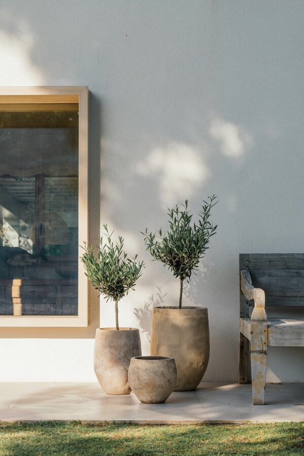 CAMPANA AMEL – Image 2