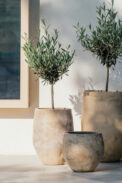 CAMPANA AMEL – Image 3