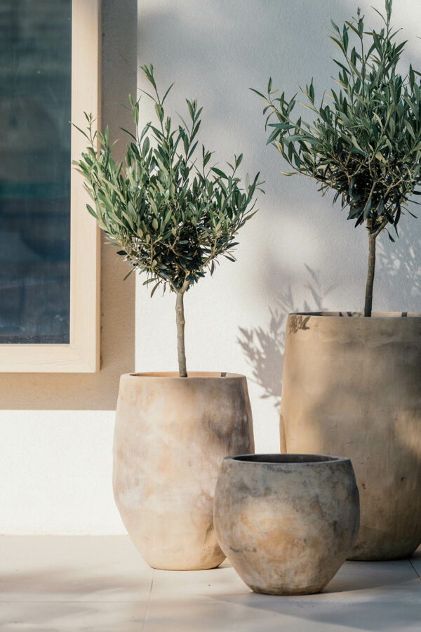 CAMPANA AMEL – Image 3