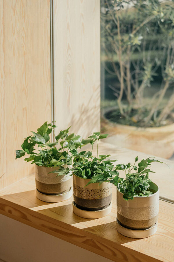 BOX ASTI + PLATO (6 PCS) - Imagen 2
