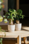 CUNEO + PLATO - Image 2