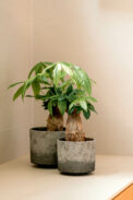 BRUNICO - Image 3