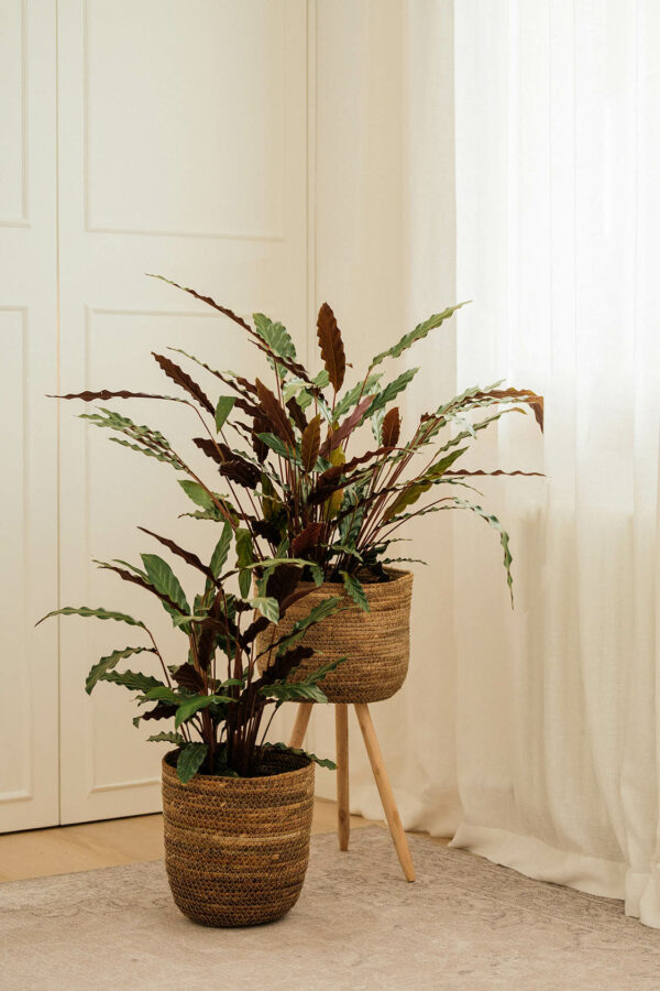CUBO MADERA - Image 3