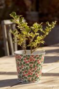 METAL POT CALESC - Imagen 2