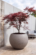 CAMPANA BALL LYON – Image 2