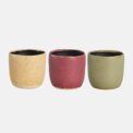 BOX CACTUS SEDONA (24PCS)