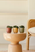 BOX CACTUS SEDONA (24PCS)