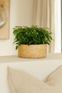 BOWL SANTA FE – Image 2