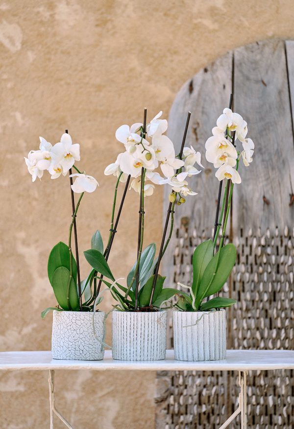 Cubremacetas para orquídeas