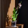 Macetas de plástico para orquídeas